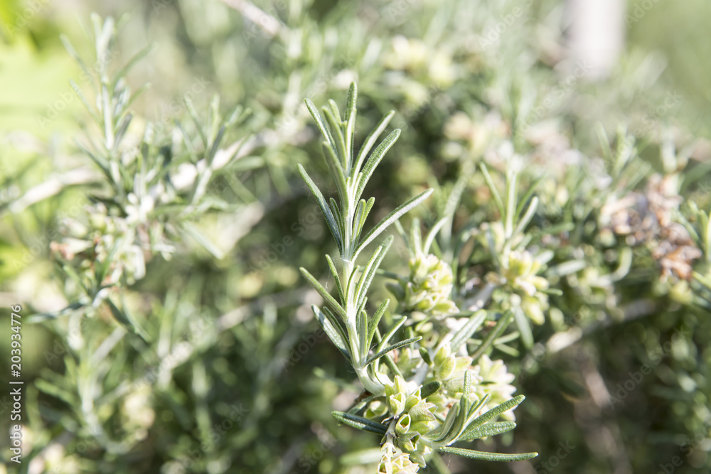 rosemary rosemary