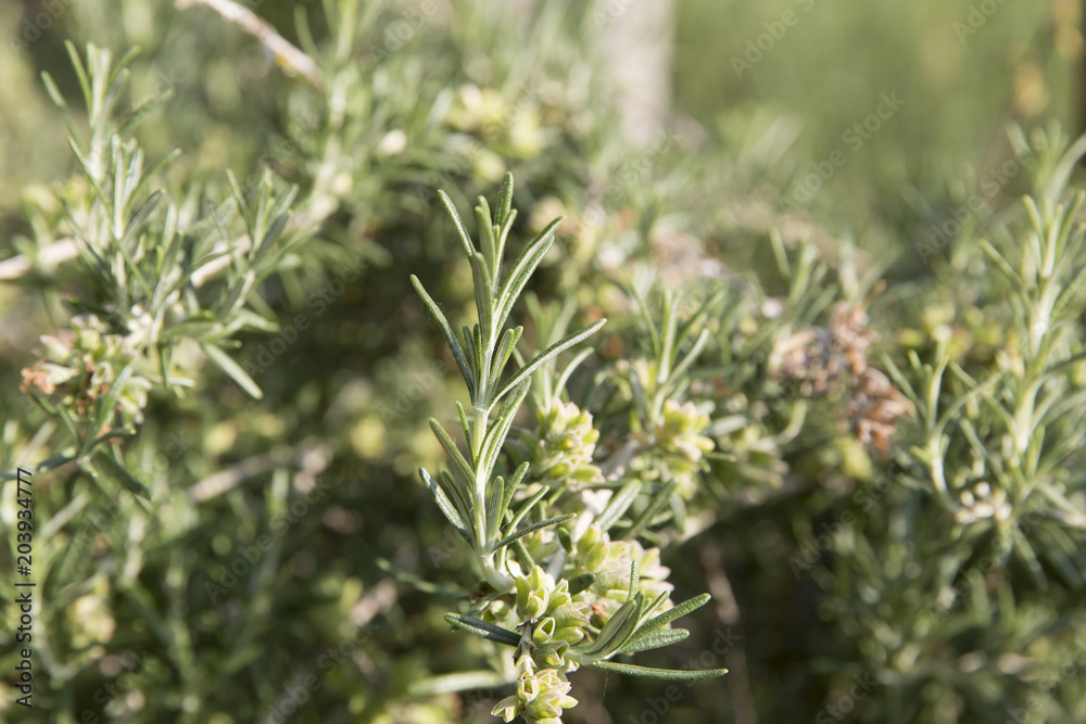 rosemary rosemary