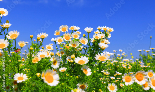 summer flowers landscape