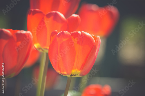 Red Tulips in the Garden