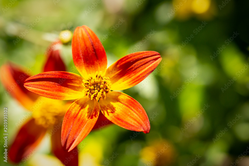 Red and yellow flower during a spring sunny day