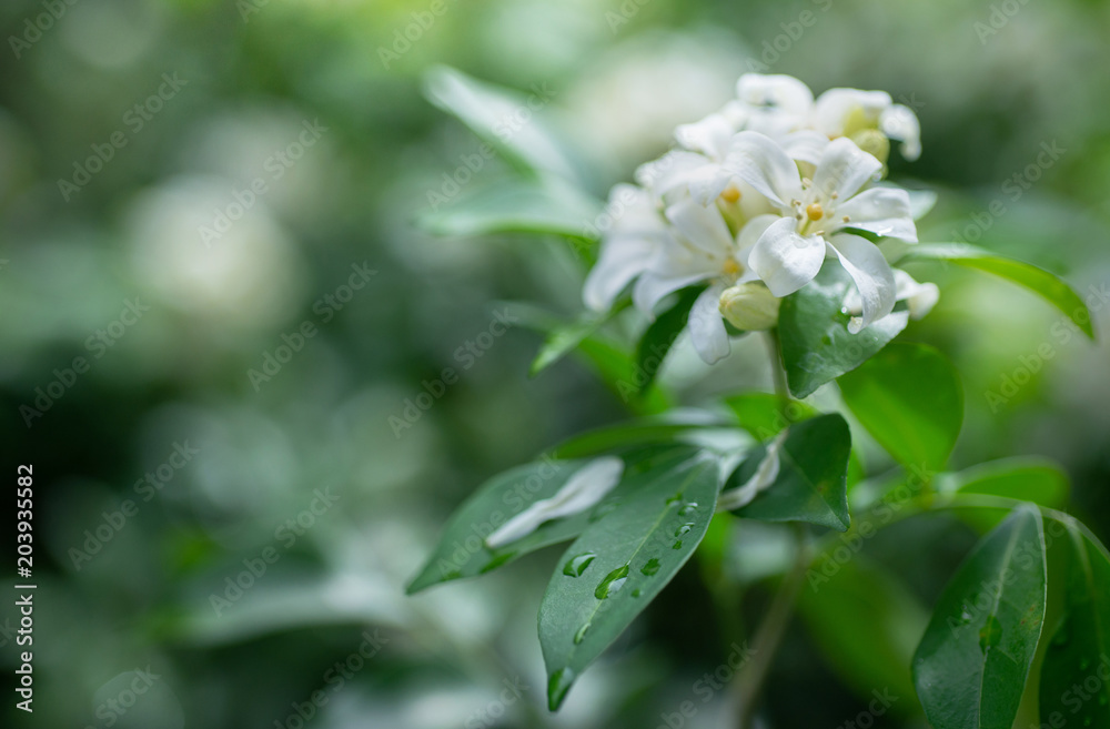 Fototapeta premium White flower, Orange Jessamine, Andaman Satinwood on brunch, withgreen and bokeh background