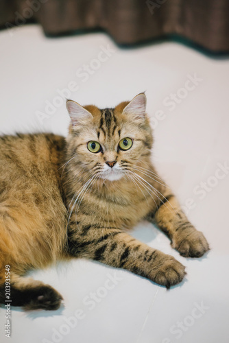 persian cat sitting at home © Somkiat