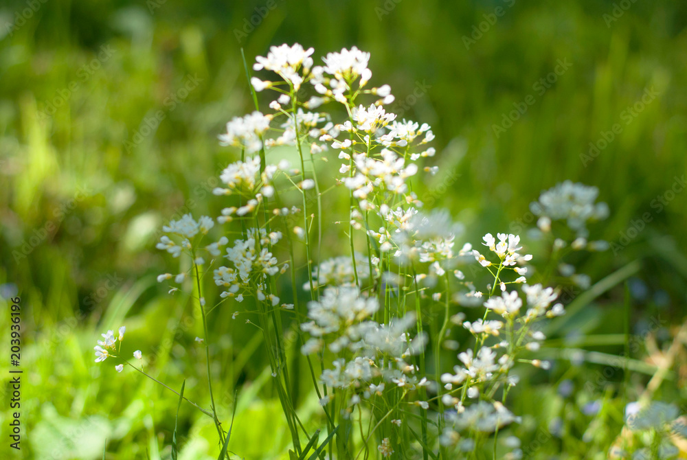 White field herb in forest. Sunny spring days White field herb in forest. Sunny spring days