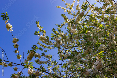Blossom in sky