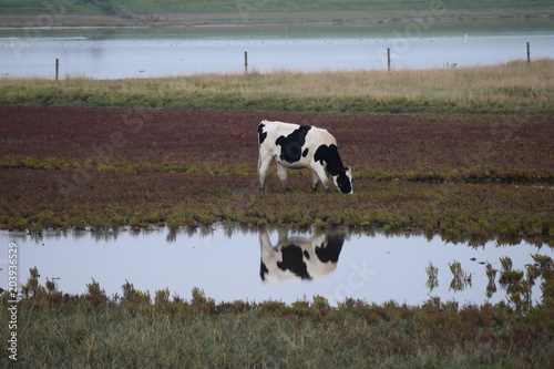 Kuh, Küste, Butjadingen