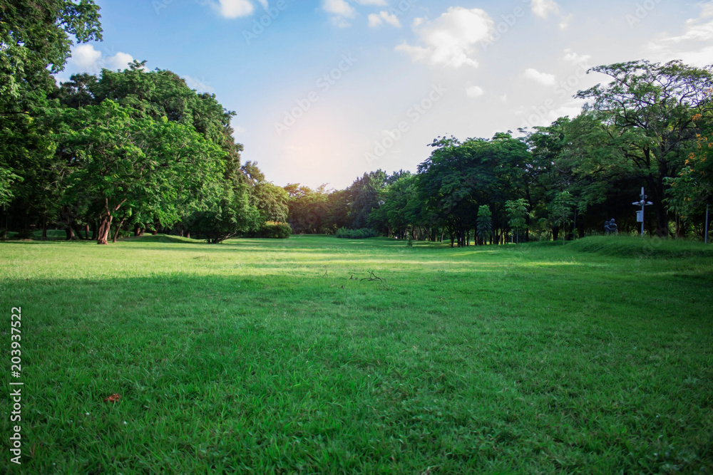 Lawn with nature in park.