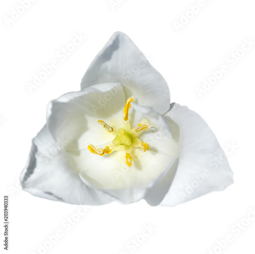 Tulip head isolated. One white tender tulip close up. Spring flower.