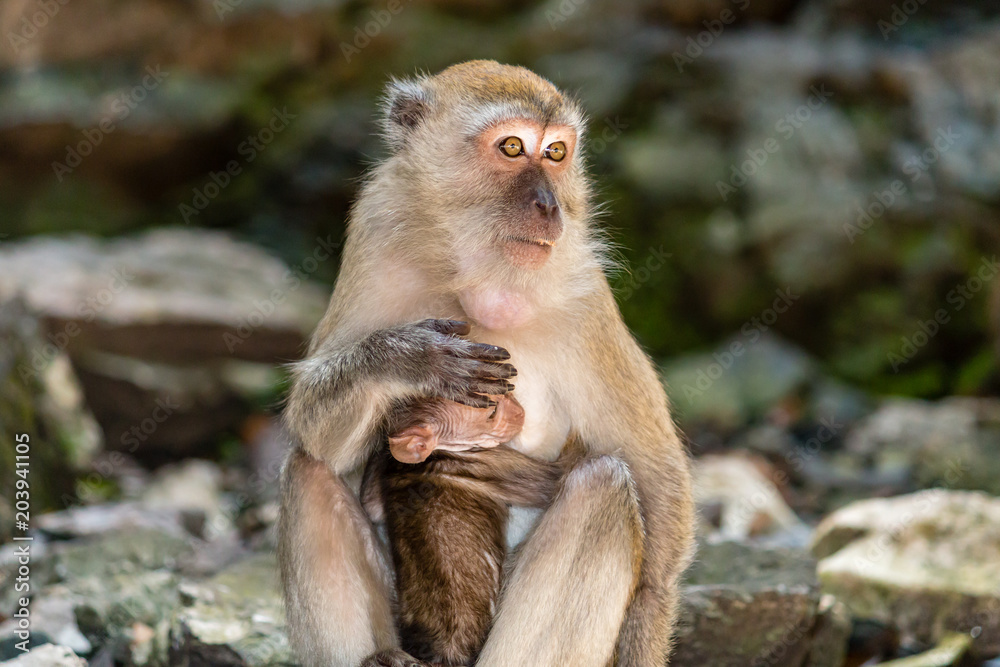 Macaque Monkey inside the Batu Caves in Malaysia Macaque Monkey inside the Batu Caves in Malaysia
