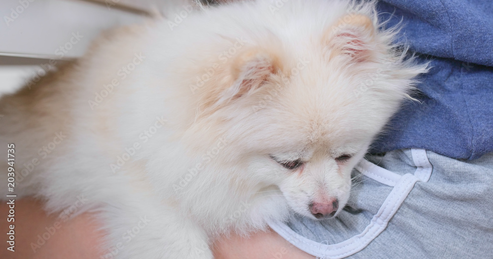 Dog sleep on pet owner leg