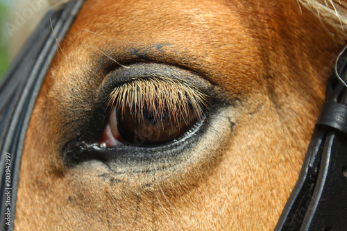 Animal eyes - eye of a Haflinger horse