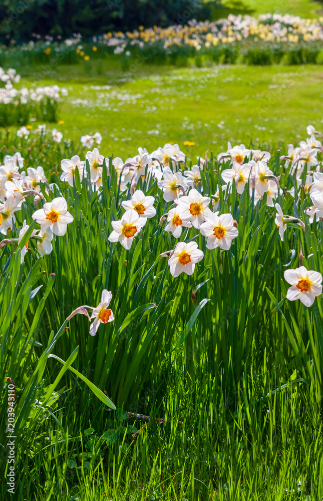 Blooming summer field Blooming summer field