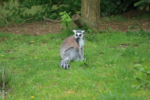 Funny lemur in the zoo