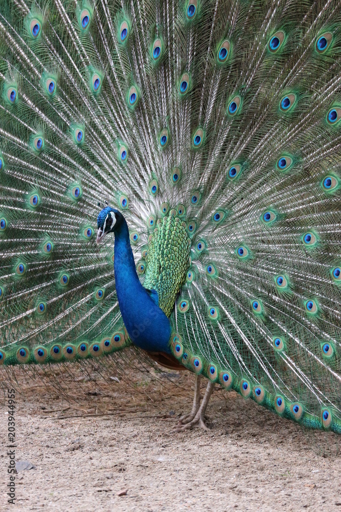 Obraz premium Beautiful peacock with stunning tail