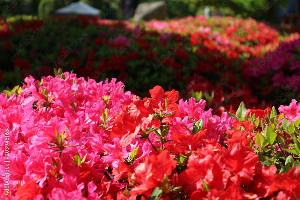 Beautiful red and rose flowers background