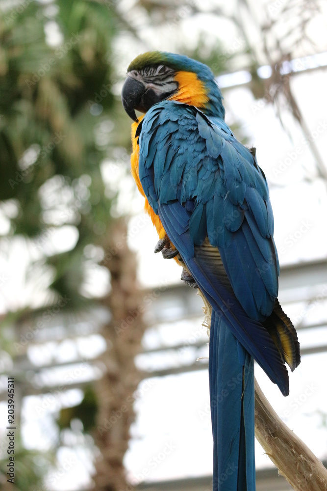 Obraz premium Big colourful parrot sitting