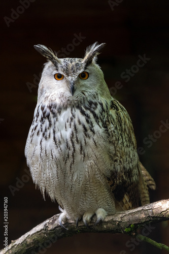 Siberian eagle owl  bubo bubo sibiricus. The biggest owl in the world