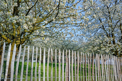 Old wooden fence protect cherry trees orchard