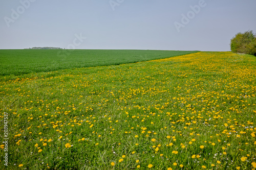 Spring fields panorama landscape with fresh green grass and buttercup yellow flowers