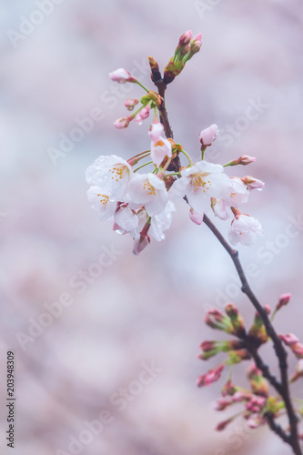 Cherry blossom, Sakura flower close up in spring season at Yokohama, Japan © Akarapong Suppasarn