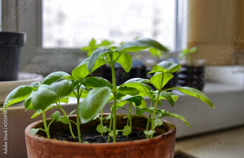 Closeup with selective focus of seedlings of basil in clay pot. © Massimo Parisi