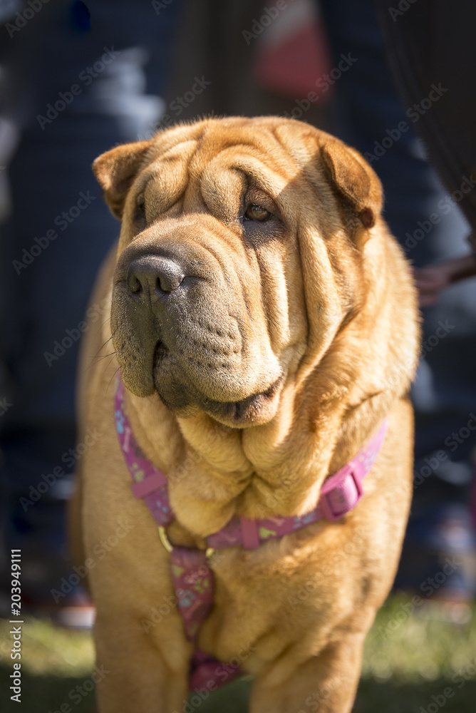 Portrait of Shar-pei dog, a breed originating from China and known for its wrinkled skin