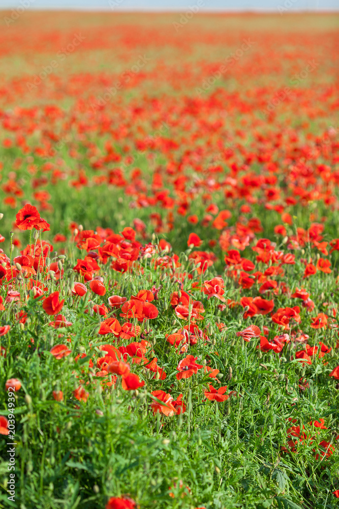 beautiful spring field of blooming red poppies going into the horizon. agriculture for the production of poppies, spring flowers