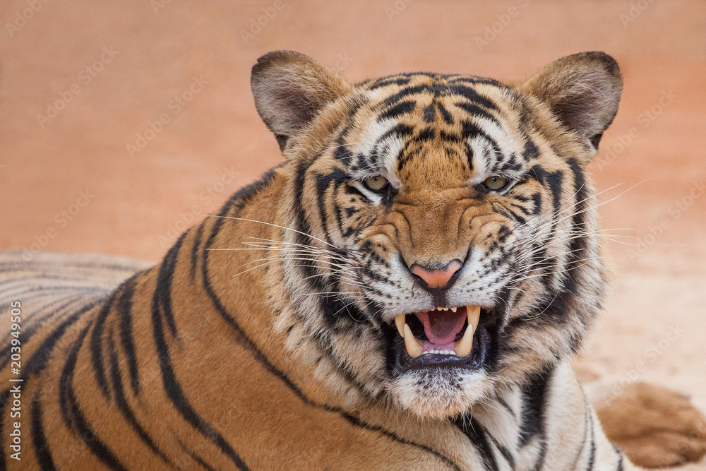 Fototapeta premium Angry tiger,Sumatran tiger (Panthera tigris sumatrae) beautiful animal and his portrait