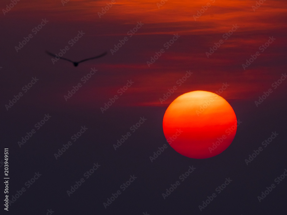 Sunset with Seagull Sunset with Seagull