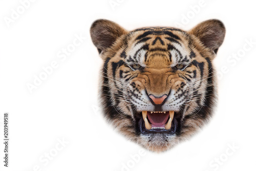 Angry tiger,Sumatran tiger (Panthera tigris sumatrae) beautiful animal and his portrait