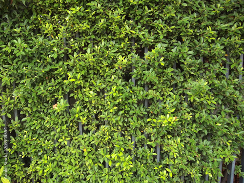 Green Leaves background close up