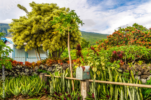 Jungle Scene Near Haleakala Volcano