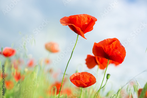 three blossoming red poppies close up against blue sky and spring flowering meadow. Nature  spring  summer  blooming flowers concept