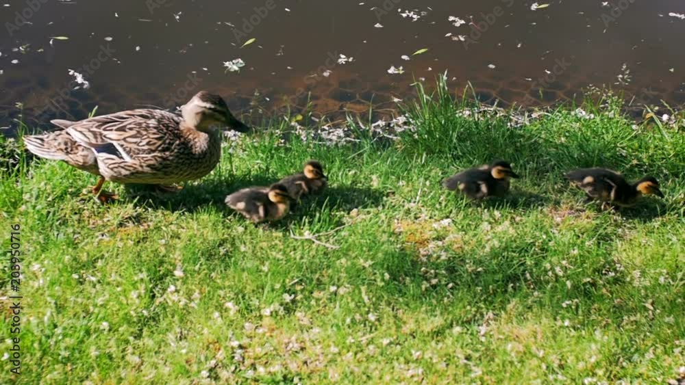 Slow motion video of mother duck walking with ducklings on the riverbank Slow motion video of mother duck walking with ducklings on the riverbank