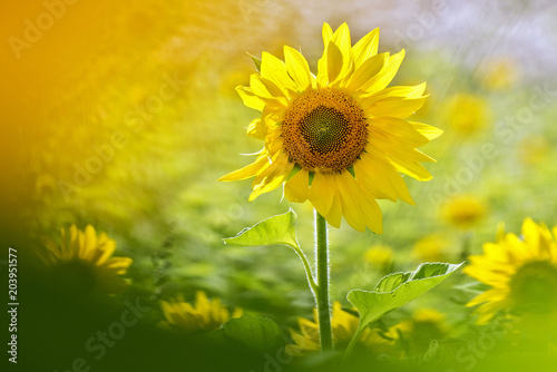 Sonnenblumen photo