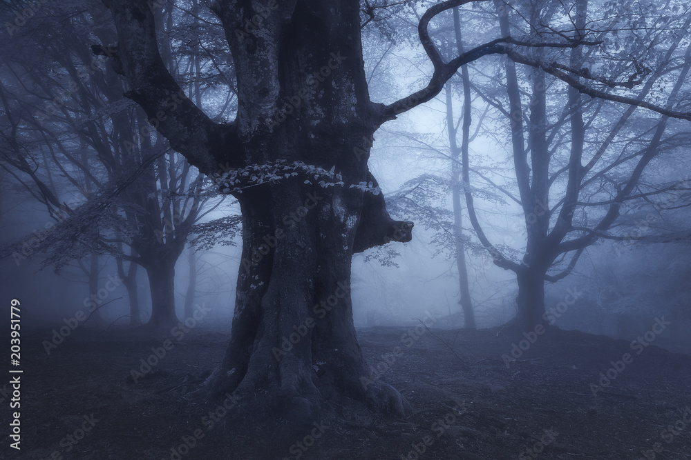 Fototapeta premium mysterious dark forest at night