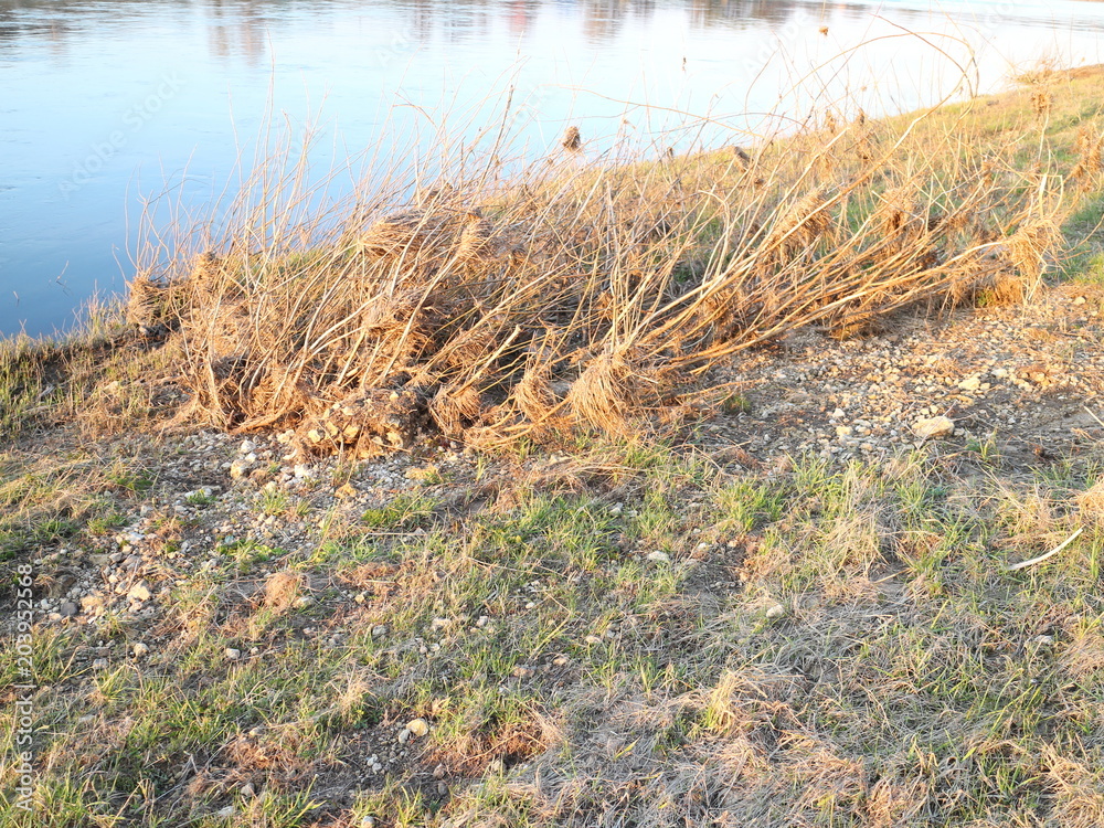 bushes crumpled with ice on the river bank bushes crumpled with ice on the river bank