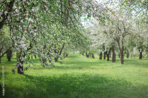 spring green blossom tree