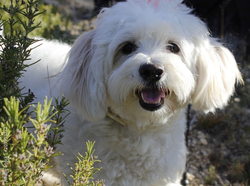 Peluche canino Peluche canino