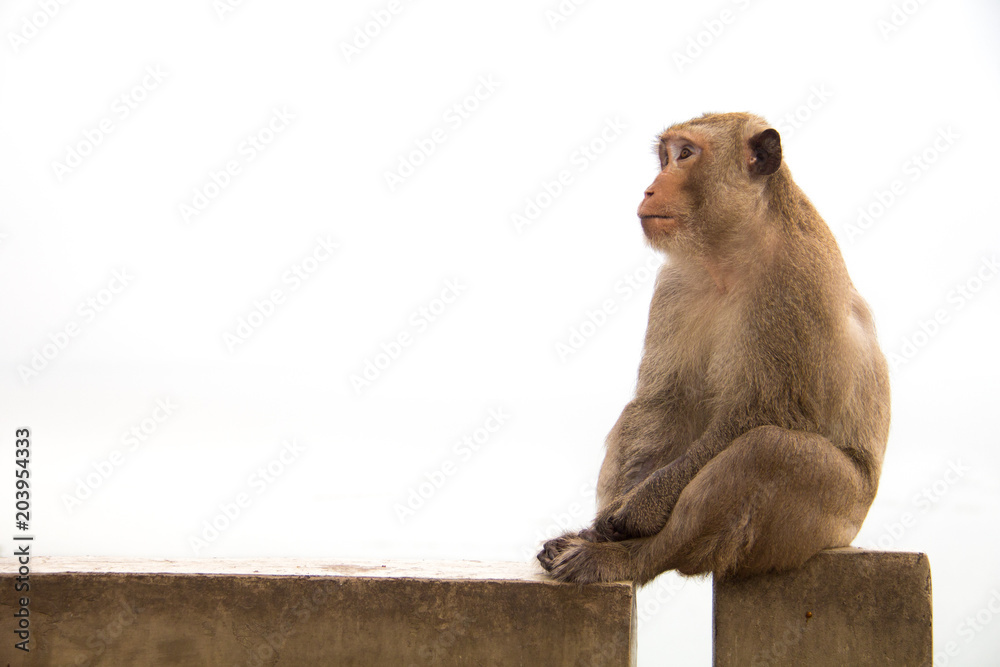 Old monkey sitting on cement concrete feeling something is waiting.