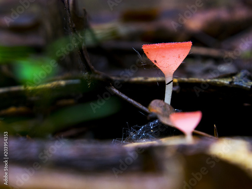 Champagne Mushroom or Pink Burn Cup On The Tree, thailand.