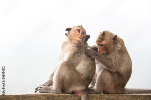Monkey couple sitting on the concrete and passionate, feeling in love. © rusticfoto