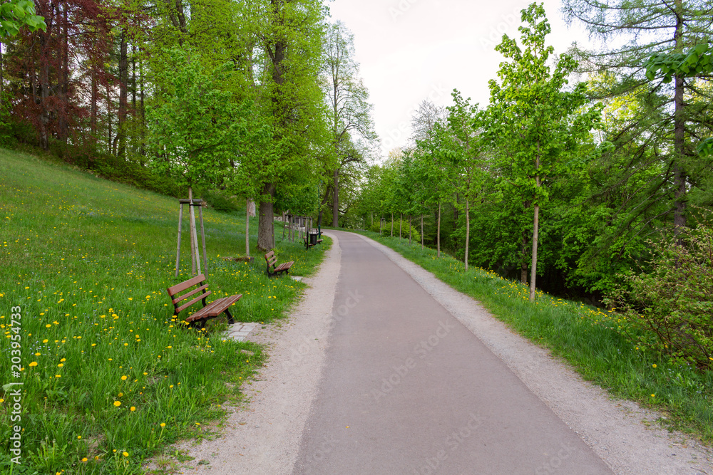 Obraz premium Bright green forest natural walkway in sunny day light. Sunshine forest trees. Sun through vivid green forest.