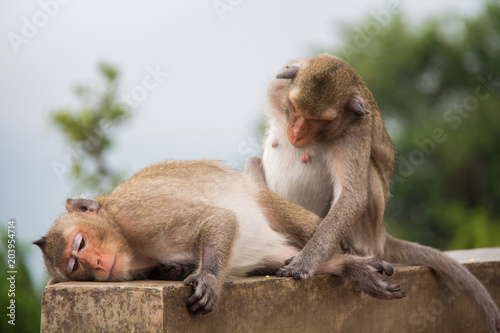 Monkey couple sitting on the concrete and passionate, feeling in love. © rusticfoto