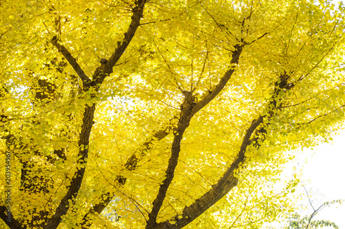 Beautiful autumn background, Ginkyo trees in meiji jingu shirine park japan photo