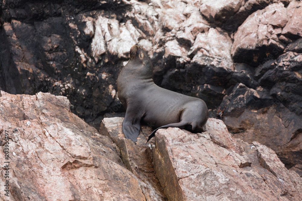 Fototapeta premium Ballestas Islands, Perù