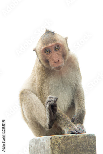 Monkey of portrait isolated white background.