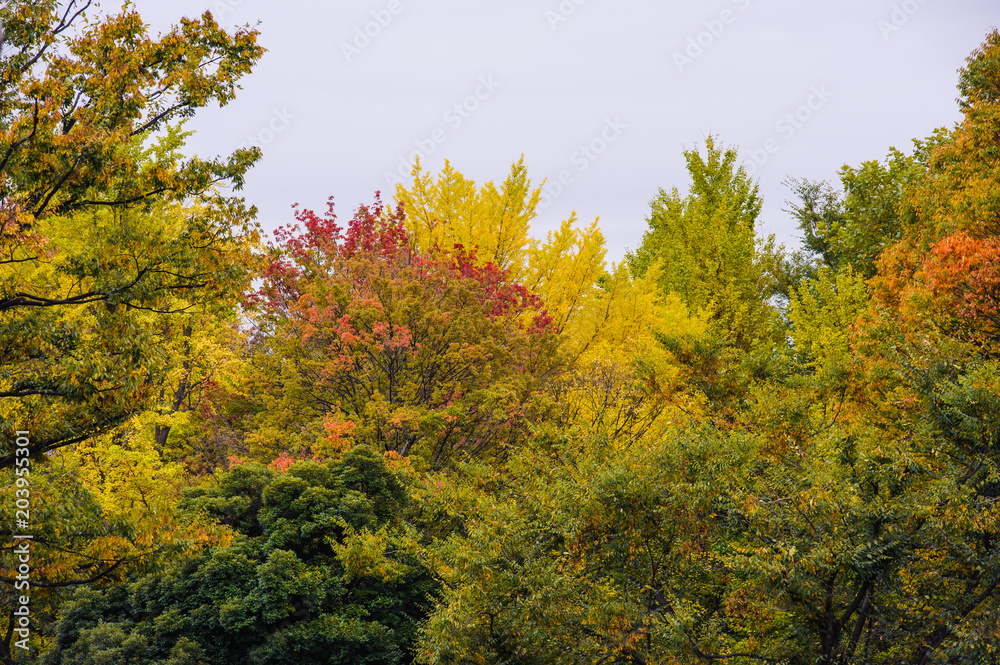 Beautiful autumn background, multicolor of autumn tree in ueno national park in japan