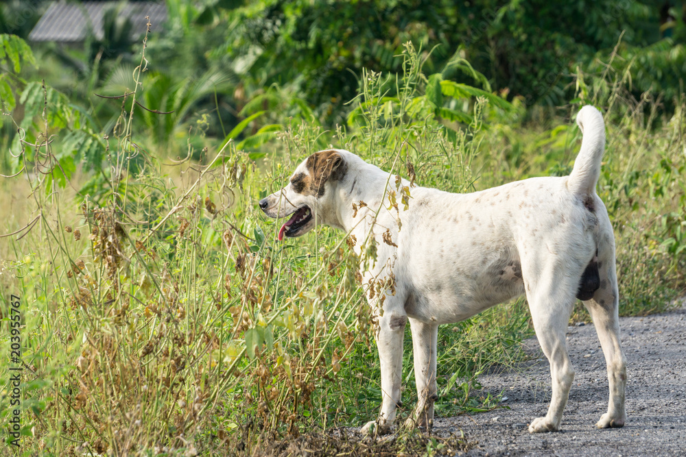 Rear view of a thai way white dog puppy alone on the parks., white dog looking out to female dog., lonely concept Rear view of a thai way white dog puppy alone on the parks., white dog looking out to female dog., lonely concept