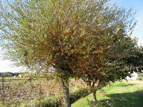 Basket willow or common osier or osier tree ( Salix viminalis ) with green leaves in spring . Tuscany, Italy photo